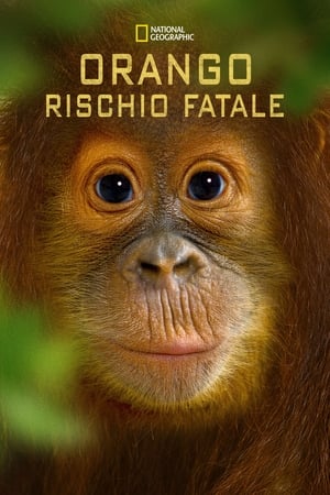 Image Operation Orangutan