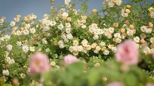 Heavenly roses
