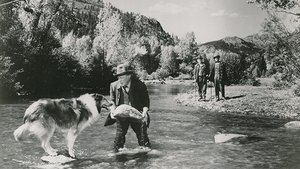 Le Maître de Lassie en streaming