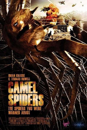 Camel Spiders 13