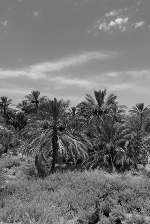 A Garden of Palm Trees