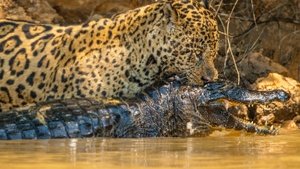 Jaguar vs. Croc 2017 one on netflix