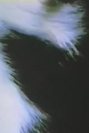 Image Summer Solstice