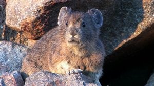 Pika, Monarchs & Milkweed and Invasive Species BBQ