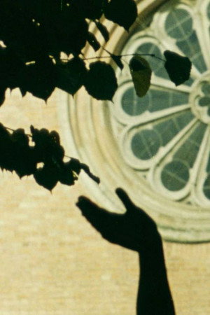 The Sparrow Dream 7