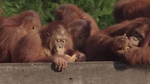Orangutan Jungle School Weighs And Means