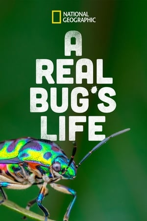 A Real Bug's Life (2024) | Team Personality Map