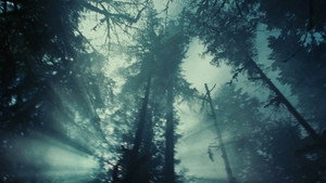 Twilight - Chapitre 1 : Fascination