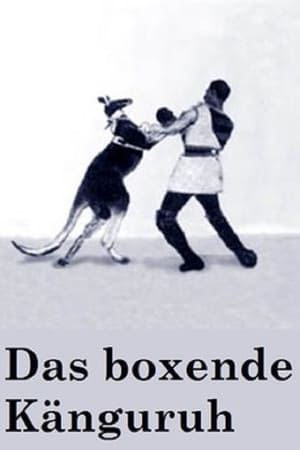 Das boxende Känguruh