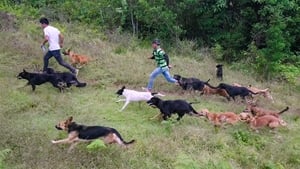 Dogs Territorio De Zaguates