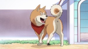 Oda Cinnamon Nobunaga: 1×1