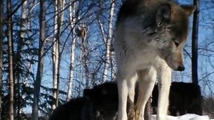 Cry of the Wild (1973)