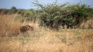 Predator v Prey: 1×1