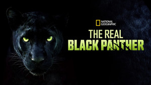 The Real Black Panther