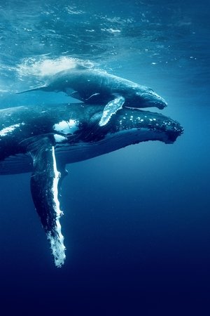 poster Ocean with David Attenborough