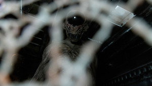 Hậu Duệ (Kẻ Kế Thừa)