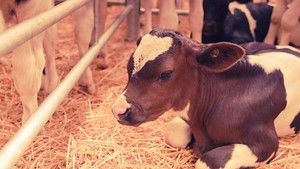 Disclosure The Dark Side of Dairy