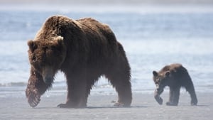 Bears (2014)