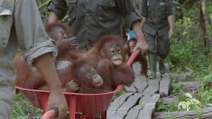 Orangutan Jungle School Kesi Turns a Corner