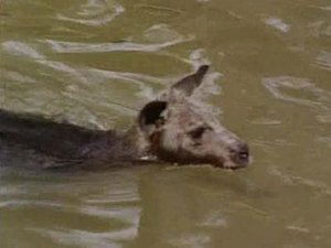 Skippy the Bush Kangaroo The Last Chance