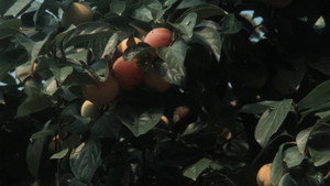 Nostos: The Return 20