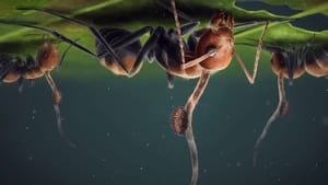 Image The Fungi That Turned Ants Into Zombies