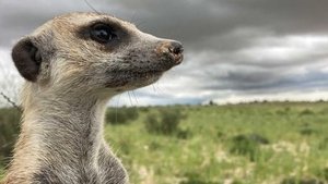 Meerkat Manor: Rise of the Dynasty Homecomings