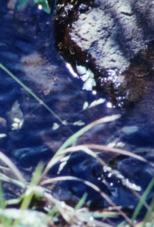 La Source De La Loire