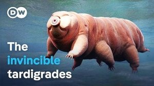 Tardigrades - Showing us the way of immortality? | StreamHub