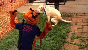 Cool Cat vs Dirty Dog ‘The Virus Wars’