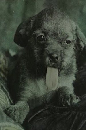 Nonton film Family of Puppies (1912) terbaru sub indo Nonton film Family of Puppies (1912) terbaru sub indo