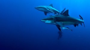 Secrets of the Bull Shark