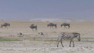 Africa's Wild Horizons Ngorongoro Crater: Cursed Haven