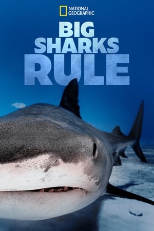 Poster Big Sharks Rule 2018