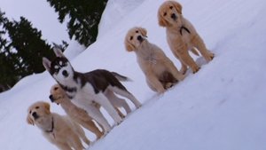 Snow Buddies: Cachorros en la nieve