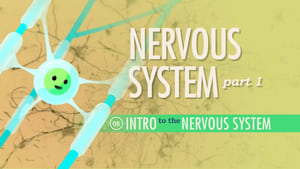 Crash Course Anatomy & Physiology The Nervous System, Part 1