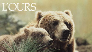 The Bear 12