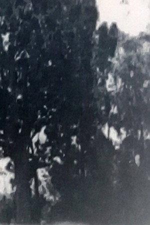 Árbol de cristal