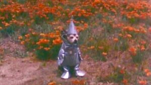 The Tin Woodman's Home Movie #2: California Poppy Reserve, Antelope Valley