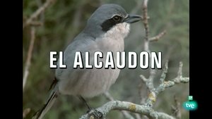 Episode 26