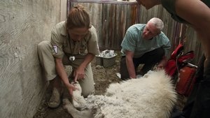 Yukon: Plantão Veterinário: 3×7