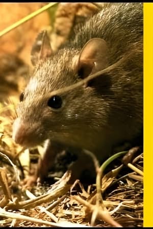National Geographic Rat Genious
