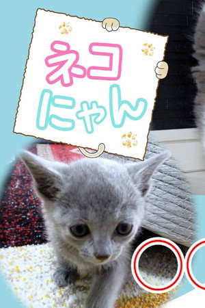 ネコにゃん！
