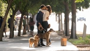 Dog Days (2018) BRRip 1080p Latino