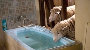 Rams (2020), film online subtitrat în Română