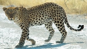 Le guépard, cet élégant chasseur d'Afrique