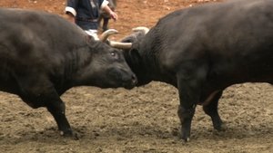 Journeys in Japan: 11×25