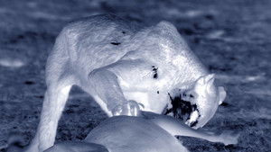 Cazadores de África: 1×1