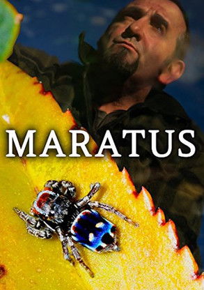 Maratus