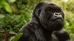 A Gorilla Story: Told by David Attenborough